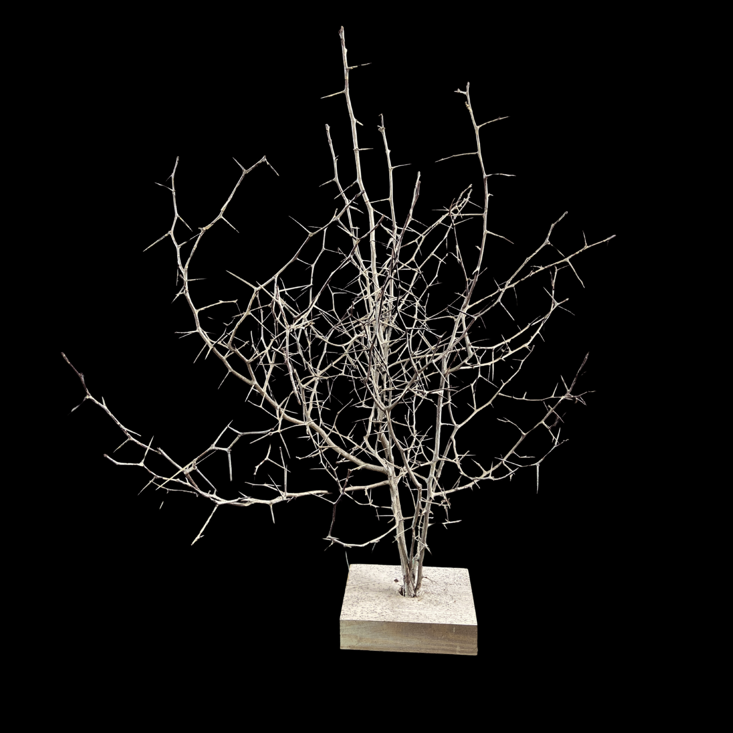 1940s Folk Art Thorn Sculpture
